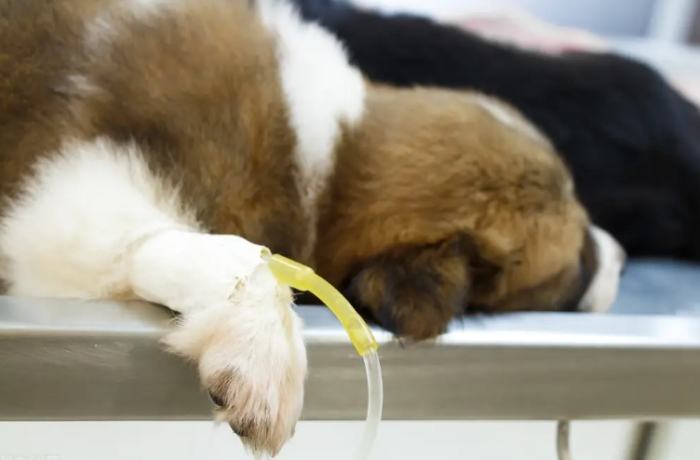 狗狗肝指數過高