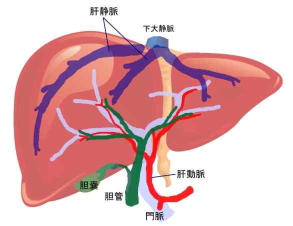 肝動脈功能