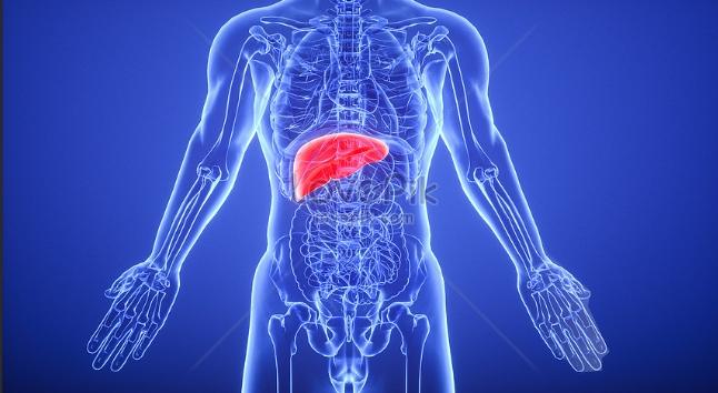 B肝遺傳 B肝遺傳