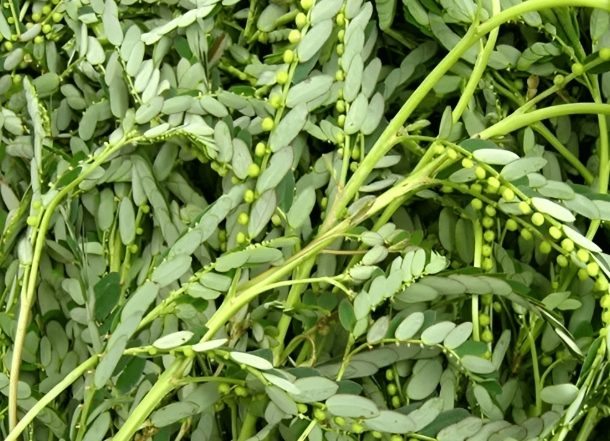 养肝草安全使用