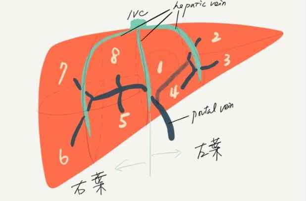 肝臟左右葉位置