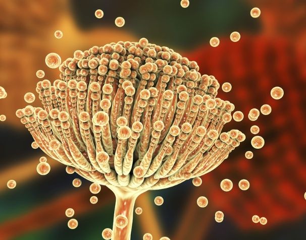 黴菌毒素檢測方法