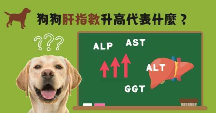 狗狗肝指數過高治療
