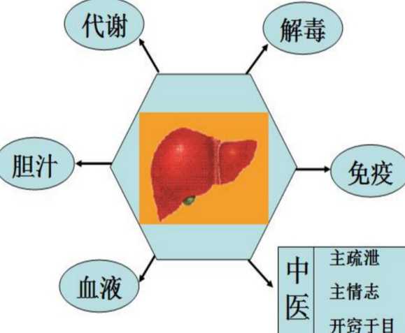 肝的功能